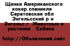 Щенки Американского кокер спаниеля - Саратовская обл., Энгельсский р-н, Энгельс г. Животные и растения » Собаки   